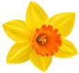 Narcis Jetfire Narcis Jetfire