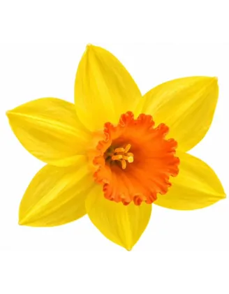 Narcis Jetfire