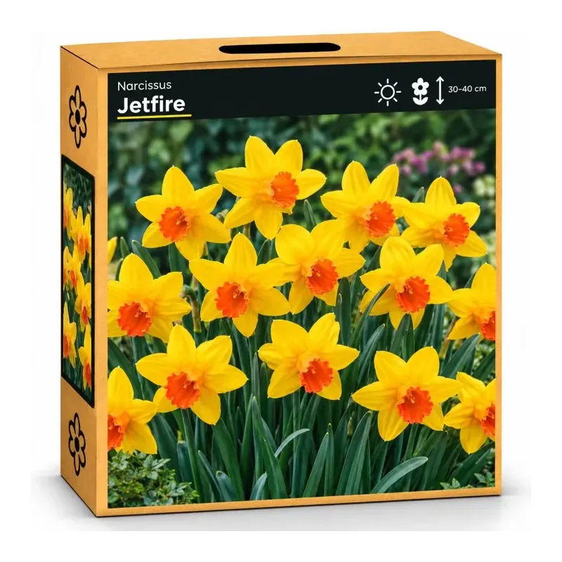 Narcis Jetfire Narcis Jetfire
