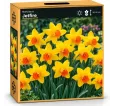 Narcis Jetfire Narcis Jetfire