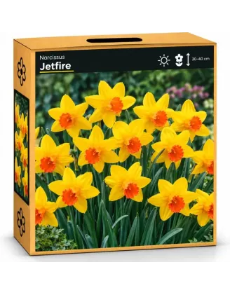 Narcis Jetfire