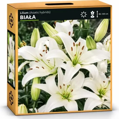 Ľalia Biela