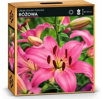 Ľalia Ružová