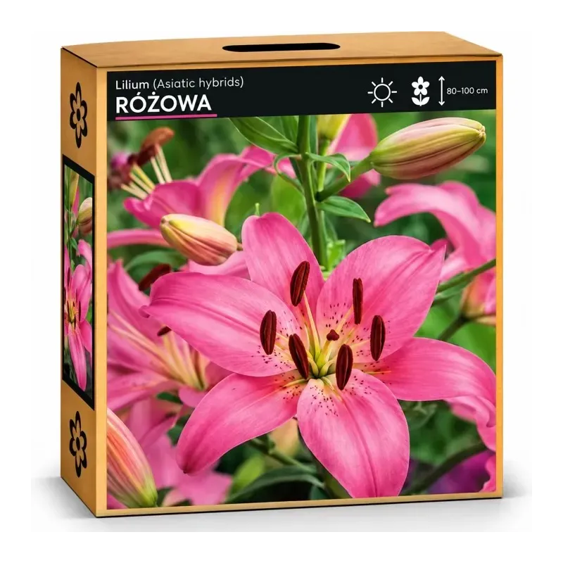 Ľalia Ružová Ľalia Ružová
