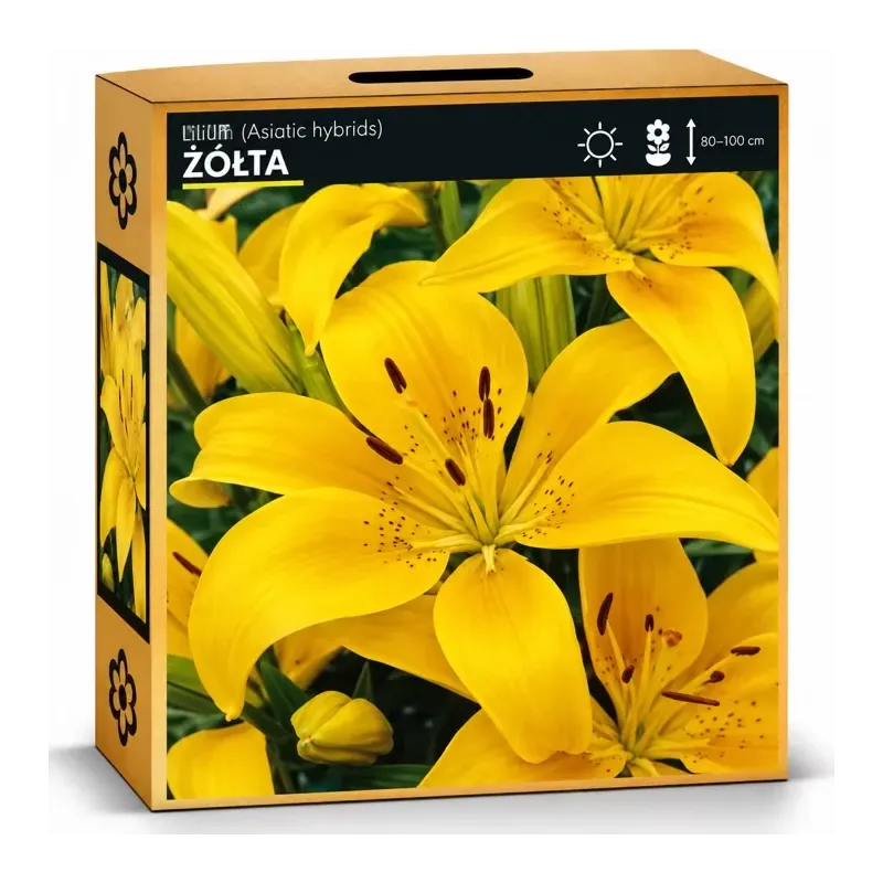 Ľalia Žltá Ľalia Žltá
