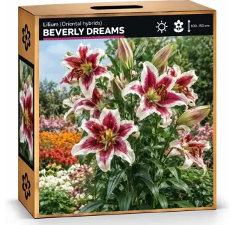 Ľalia Beverly Dreams