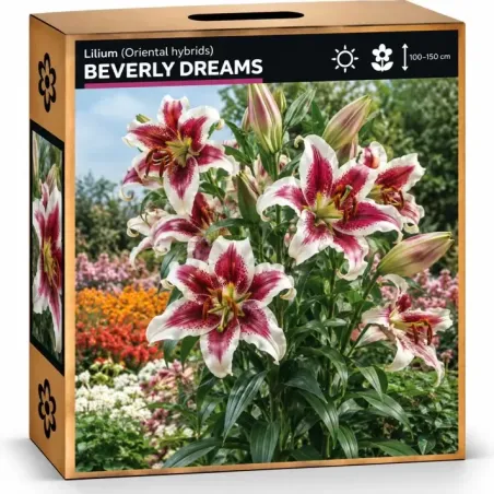 Ľalia Beverly Dreams