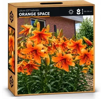 Ľalia Orange Space