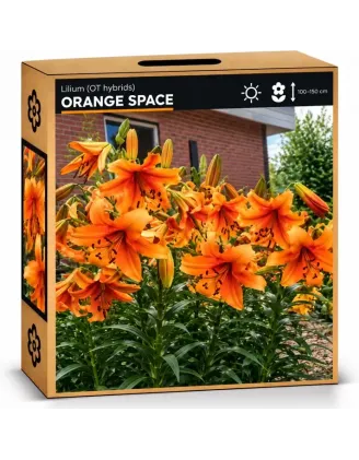 Ľalia Orange Space