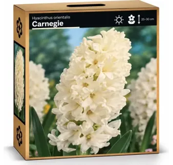 Hyacint Carnegie – biely hyacint