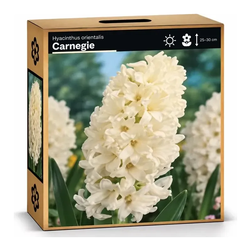 Hyacint Carnegie – biely hyacint Hyacint Carnegie – biely hyacint