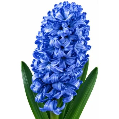 Hyacint Delft Blue – modrý hyacint