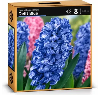 Hyacint Delft Blue – modrý hyacint