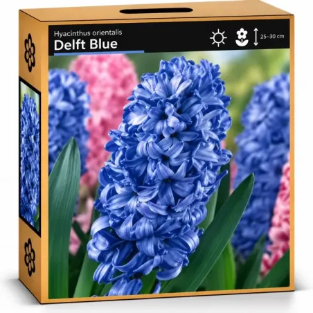 Hyacint Delft Blue – modrý hyacint