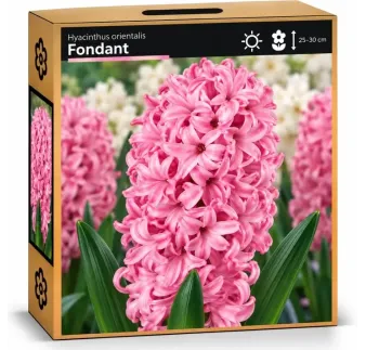 Hyacint Fondant – svetloružový hyacint