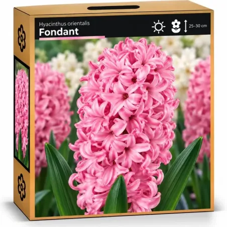 Hyacint Fondant – svetloružový hyacint