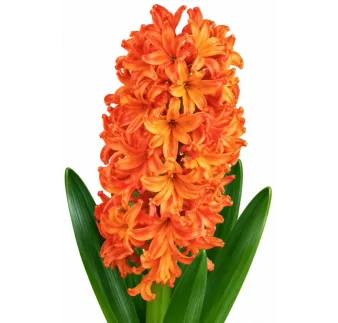 Hyacint Glory Queen – oranžovo-lososový hyacint