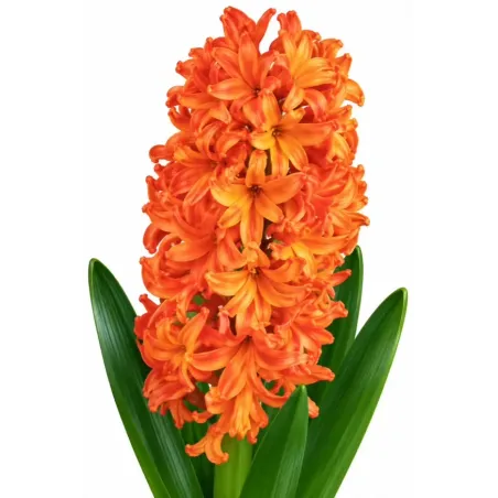 Hyacint Glory Queen – oranžovo-lososový hyacint