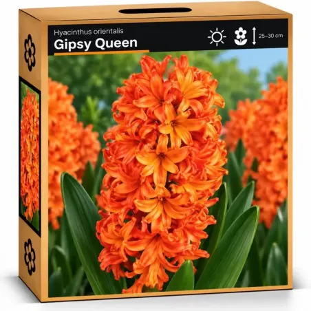 Hyacint Glory Queen – oranžovo-lososový hyacint