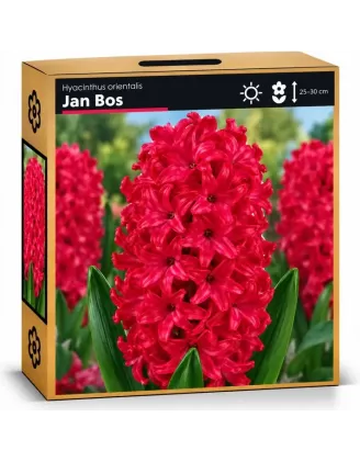 Hyacint Jan Bos – sýtočervený hyacint