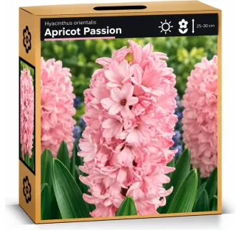 Hyacint Apricot Passion – svetloružový hyacint