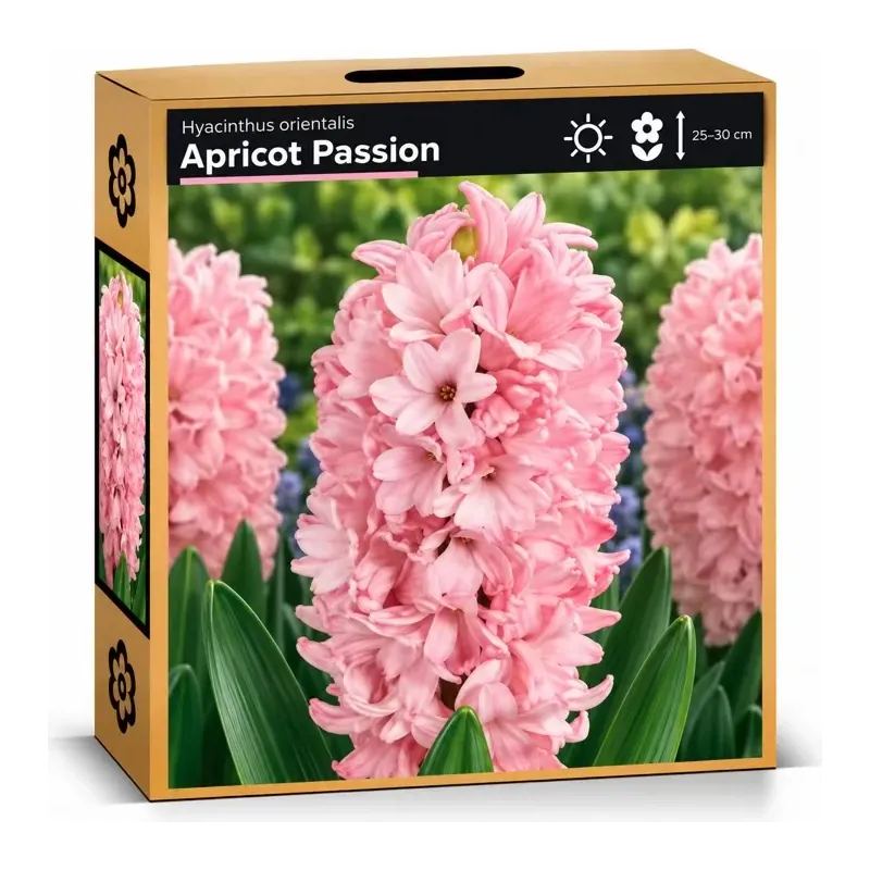 Hyacint Apricot Passion – svetloružový hyacint Hyacint Apricot Passion – svetloružový hyacint