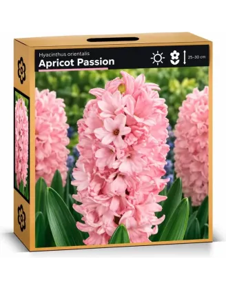 Hyacint Apricot Passion – svetloružový hyacint