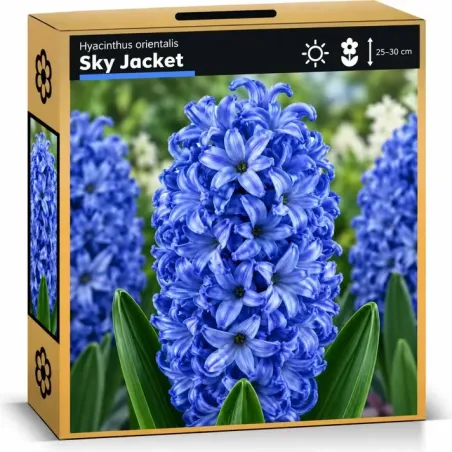 Hyacint Sky Jacket – modrofialový hyacint
