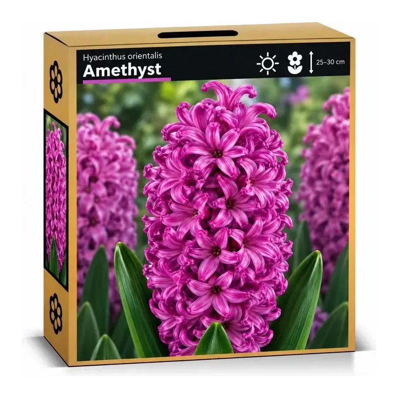 Hyacint Amethyst – fialovoružový hyacint Hyacint Amethyst – fialovoružový hyacint