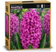 Hyacint Amethyst – fialovoružový hyacint Hyacint Amethyst – fialovoružový hyacint