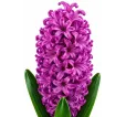 Hyacint Amethyst – fialovoružový hyacint Hyacint Amethyst – fialovoružový hyacint