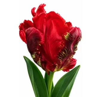 Tulipán Rococo – červený papagájovitý tulipán