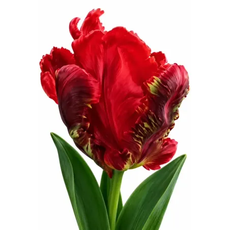 Tulipán Rococo – červený papagájovitý tulipán