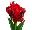 Tulipán Rococo – červený papagájovitý tulipán Tulipán Rococo – červený papagájovitý tulipán