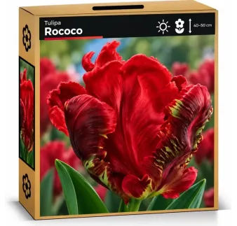 Tulipán Rococo – červený papagájovitý tulipán