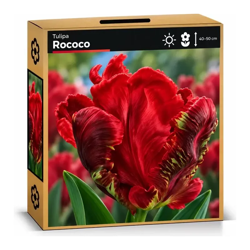 Tulipán Rococo – červený papagájovitý tulipán Tulipán Rococo – červený papagájovitý tulipán