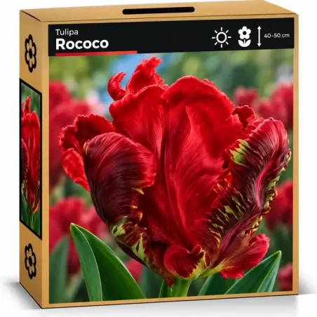 Tulipán Rococo – červený papagájovitý tulipán