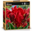 Tulipán Rococo – červený papagájovitý tulipán Tulipán Rococo – červený papagájovitý tulipán