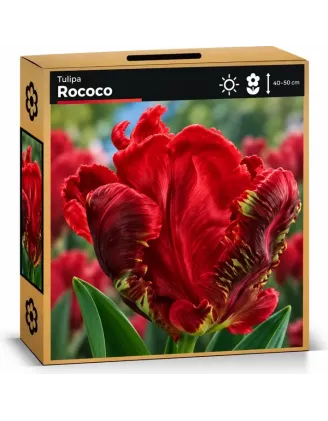 Tulipán Rococo – červený papagájovitý tulipán