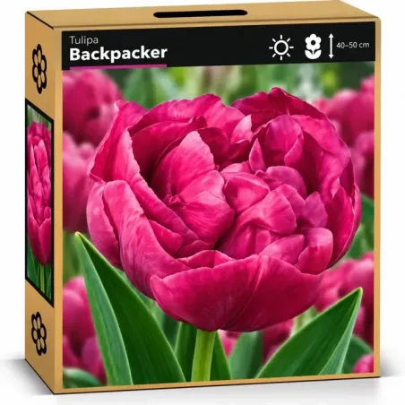 Tulipán Backpacker – sýtoružový plnokvetý tulipán