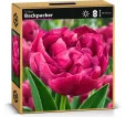 Tulipán Backpacker – sýtoružový plnokvetý tulipán Tulipán Backpacker – sýtoružový plnokvetý tulipán