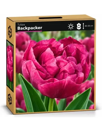 Tulipán Backpacker – sýtoružový plnokvetý tulipán