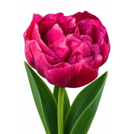Tulipán Backpacker – sýtoružový plnokvetý tulipán