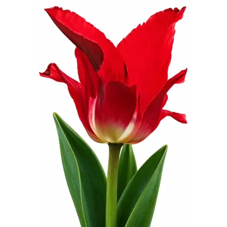 Tulipán Flaming – červený ľaliokvetý tulipán