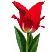Tulipán Flaming – červený ľaliokvetý tulipán Tulipán Flaming – červený ľaliokvetý tulipán