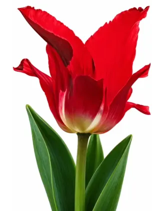 Tulipán Flaming – červený ľaliokvetý tulipán