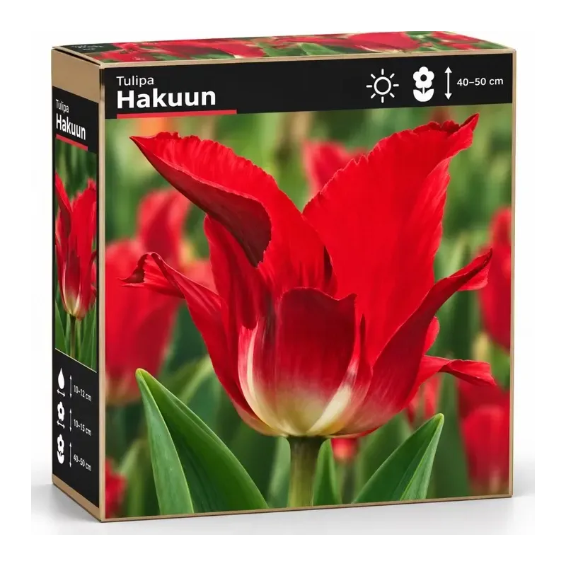 Tulipán Flaming – červený ľaliokvetý tulipán Tulipán Flaming – červený ľaliokvetý tulipán