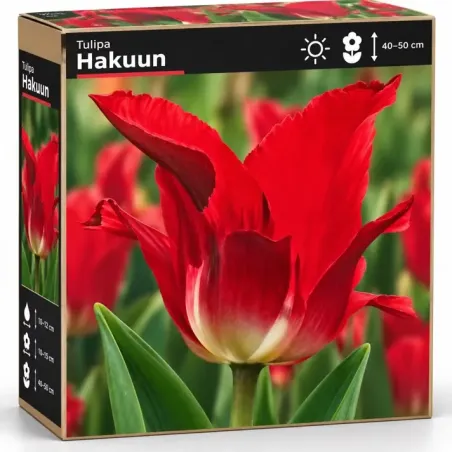 Tulipán Flaming – červený ľaliokvetý tulipán