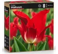 Tulipán Flaming – červený ľaliokvetý tulipán Tulipán Flaming – červený ľaliokvetý tulipán