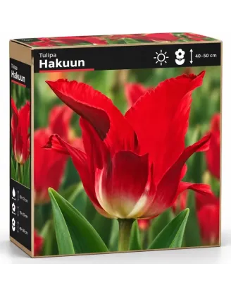 Tulipán Flaming – červený ľaliokvetý tulipán